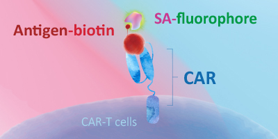 Biotinylated Proteins