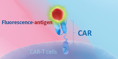 Fluorescence-labeled Proteins